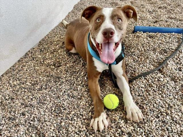 adoptable Dog in Mesa, AZ named HAMMISH