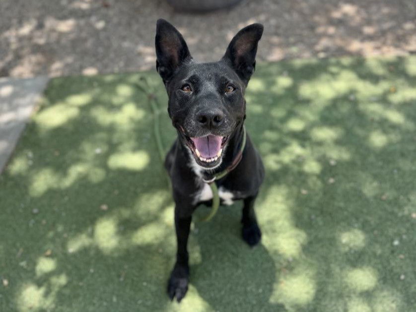 adoptable Dog in Mesa, AZ named BATHORY