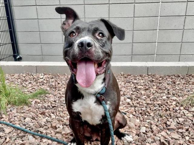 adoptable Dog in Mesa, AZ named LUNA