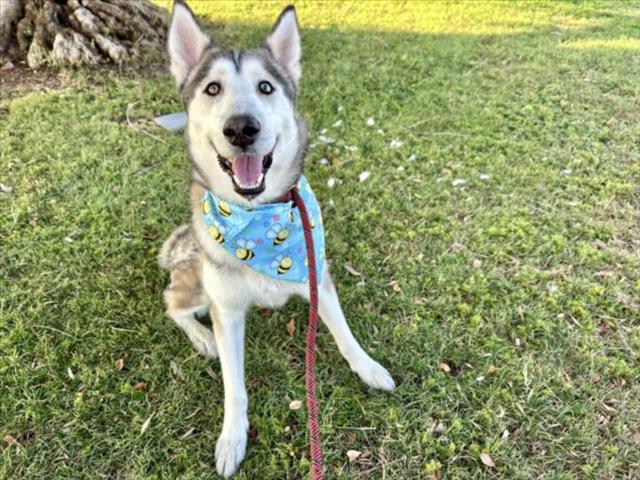 adoptable Dog in Mesa, AZ named FLUFFY