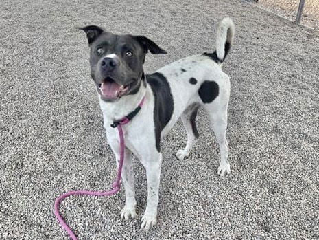 adoptable Dog in Mesa, AZ named GRADY