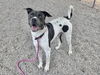 adoptable Dog in Mesa, AZ named GRADY