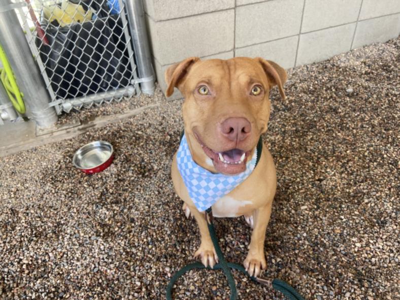 adoptable Dog in Mesa, AZ named MANNY