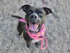 adoptable Dog in Mesa, AZ named BRIDGETTE