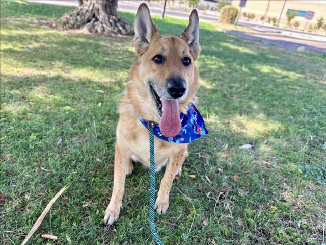 adoptable Dog in Mesa, AZ named CHIEF