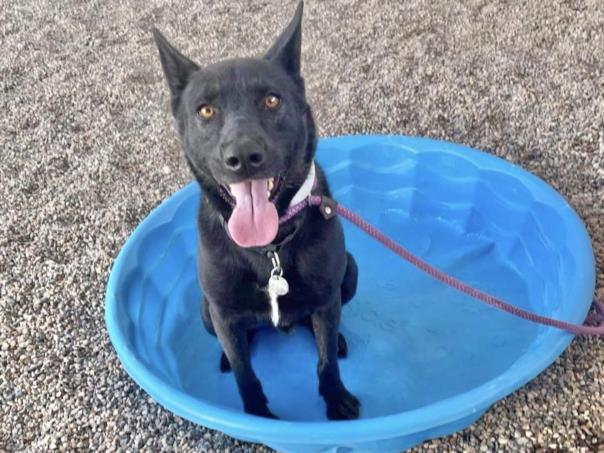 adoptable Dog in Mesa, AZ named RICKY