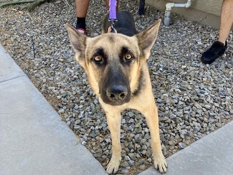 adoptable Dog in Mesa, AZ named BIZMARCK