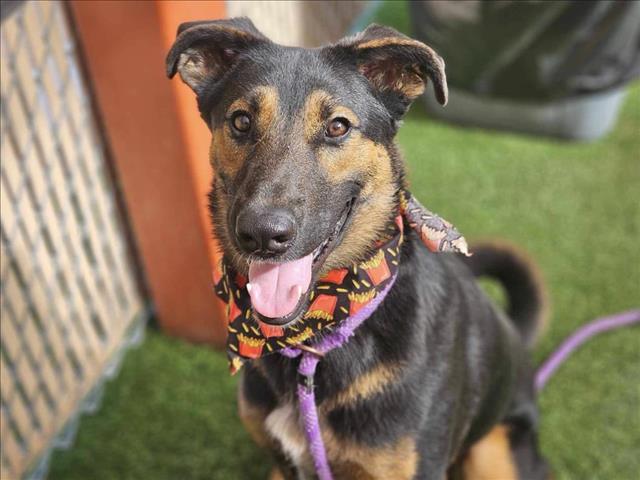 adoptable Dog in Mesa, AZ named LOKI