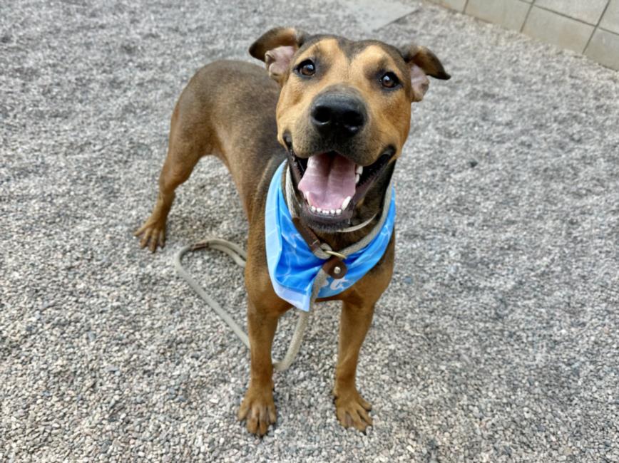 adoptable Dog in Mesa, AZ named BAZOO