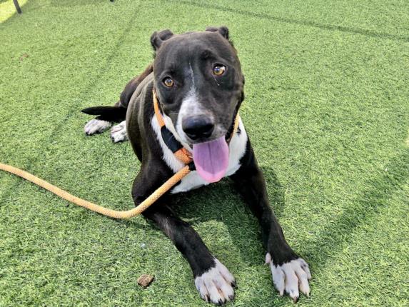 adoptable Dog in Mesa, AZ named WARREN