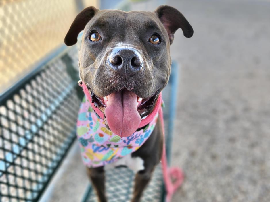 adoptable Dog in Mesa, AZ named IRIS