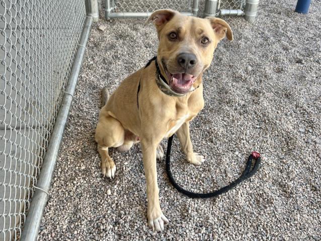 adoptable Dog in Mesa, AZ named STRETCH