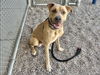 adoptable Dog in Mesa, AZ named STRETCH