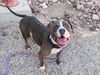 adoptable Dog in Mesa, AZ named NUBE