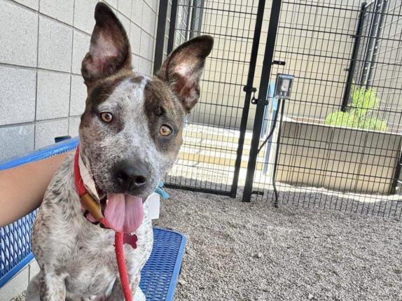 adoptable Dog in Mesa, AZ named NALA