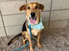 adoptable Dog in Mesa, AZ named ANTONELLA