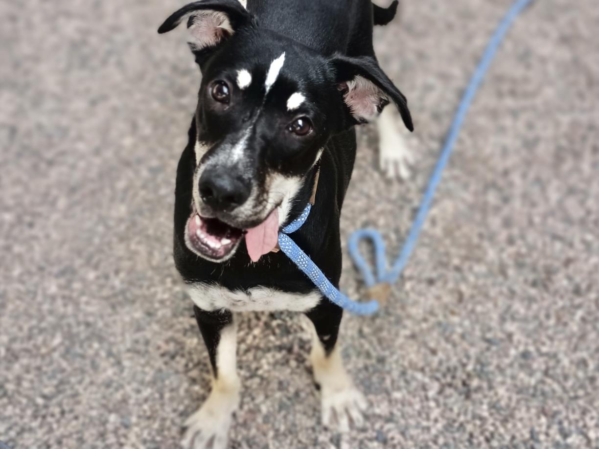 adoptable Dog in Mesa, AZ named BLUE