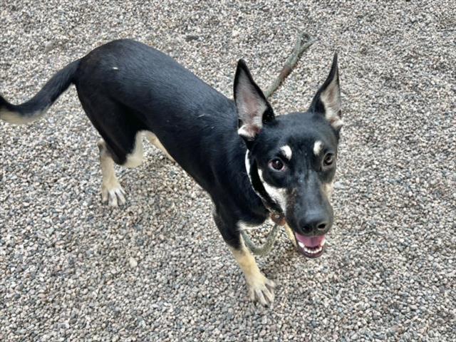 adoptable Dog in Mesa, AZ named AZUL