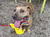 adoptable Dog in  named AILIN