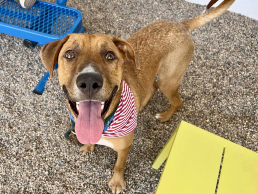 adoptable Dog in Mesa, AZ named MARCEL