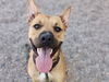 adoptable Dog in Mesa, AZ named KIRBY