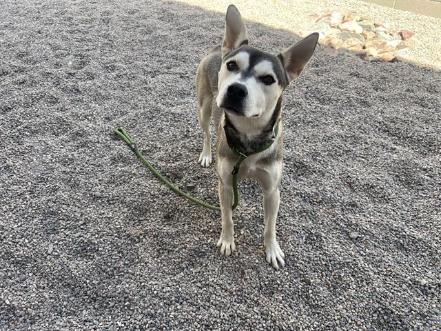 adoptable Dog in Mesa, AZ named MONTE