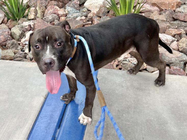 adoptable Dog in Mesa, AZ named FINN