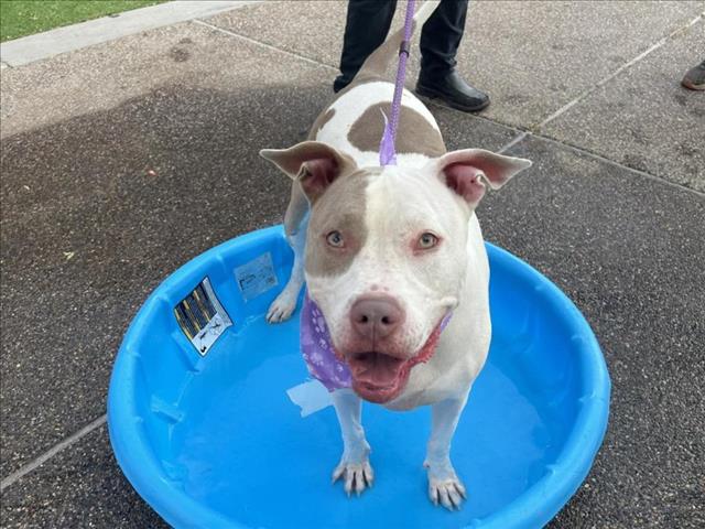 adoptable Dog in Mesa, AZ named MAGNOLIA