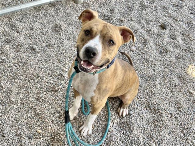 adoptable Dog in Mesa, AZ named JOKER