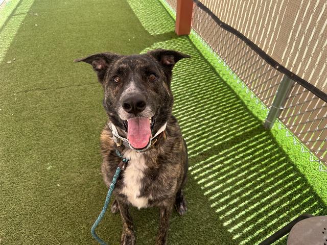 adoptable Dog in Mesa, AZ named LINCOLN