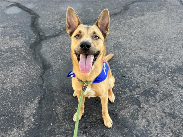 adoptable Dog in Mesa, AZ named JEKYLL