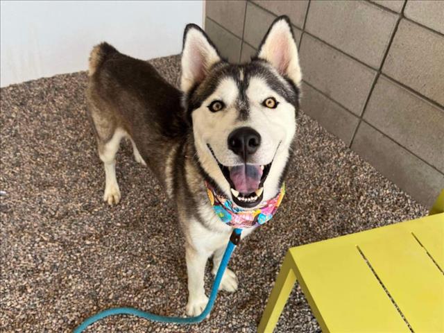 adoptable Dog in Mesa, AZ named HERO