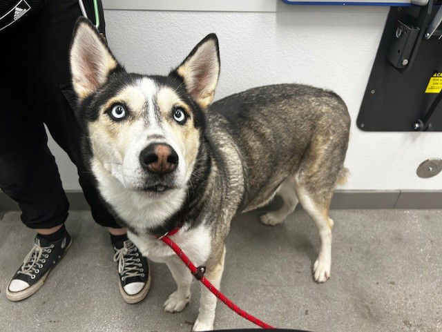 adoptable Dog in Mesa, AZ named FRANCESCA