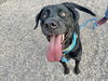 adoptable Dog in Mesa, AZ named NIGHT