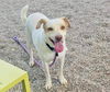 adoptable Dog in Mesa, AZ named BILL