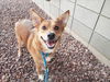 adoptable Dog in Mesa, AZ named MALCOLM