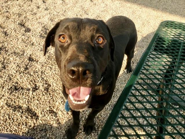 adoptable Dog in Mesa, AZ named LUCY