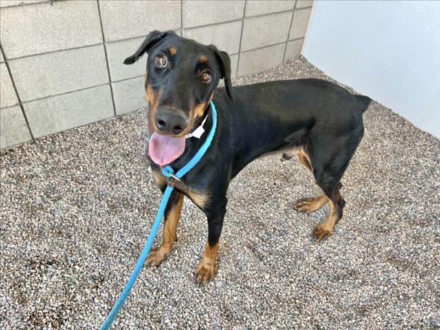 adoptable Dog in Mesa, AZ named MAXWELL