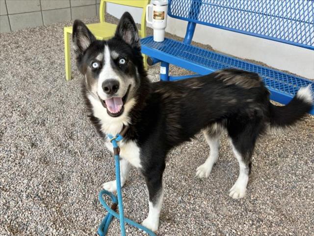 adoptable Dog in Mesa, AZ named PENNY