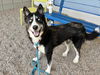 adoptable Dog in , AZ named PENNY