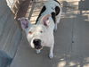 adoptable Dog in , AZ named CALYPSO