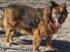 adoptable Dog in , AZ named RUSTY