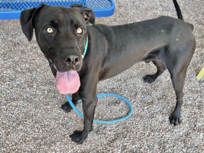 adoptable Dog in Mesa, AZ named BRODERICK