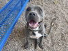 adoptable Dog in Mesa, AZ named BLUEBELLE