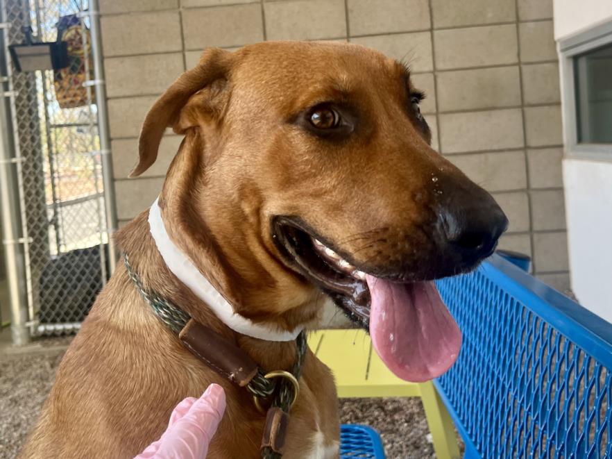 adoptable Dog in Mesa, AZ named APPLEJACK