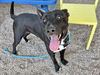 adoptable Dog in  named HERMES