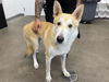 adoptable Dog in , AZ named WIZARD