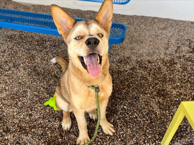 adoptable Dog in Mesa, AZ named QUIZNO