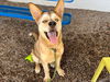 adoptable Dog in , AZ named QUIZNO