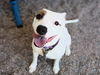 adoptable Dog in , AZ named ALICE